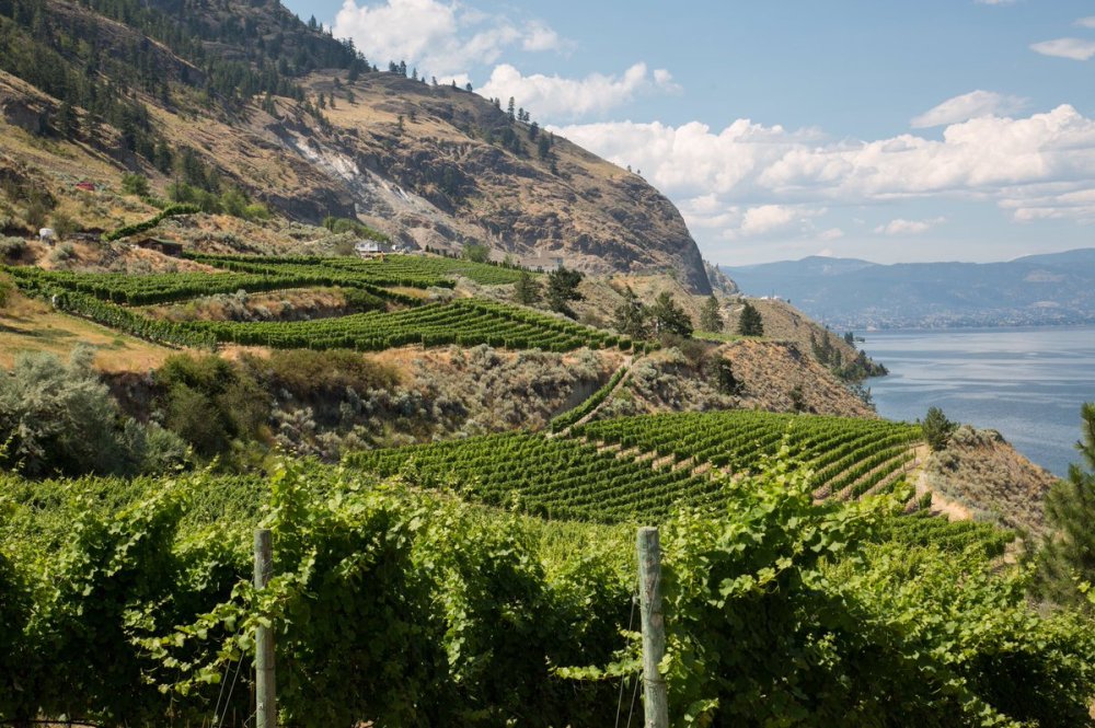 evolve cellars summer view