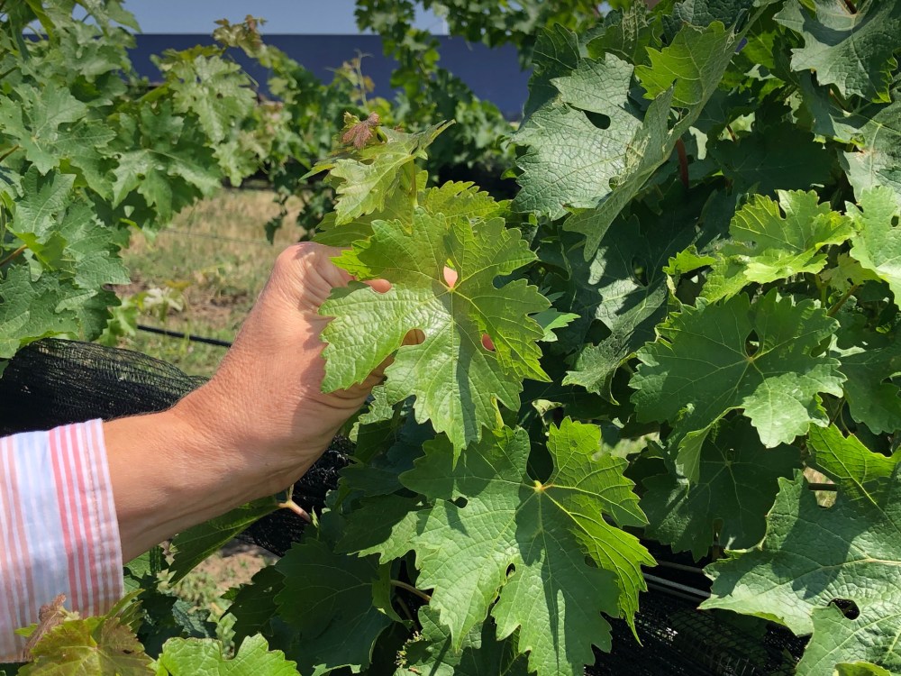 Cabernet Sauvignon viticultural perfection Southbrook amustreadblog