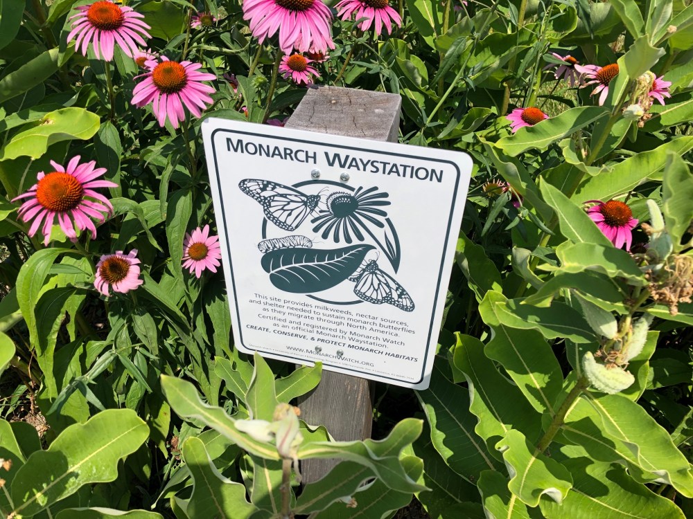 Monarchs Southbrook Vineyards amustreadblog