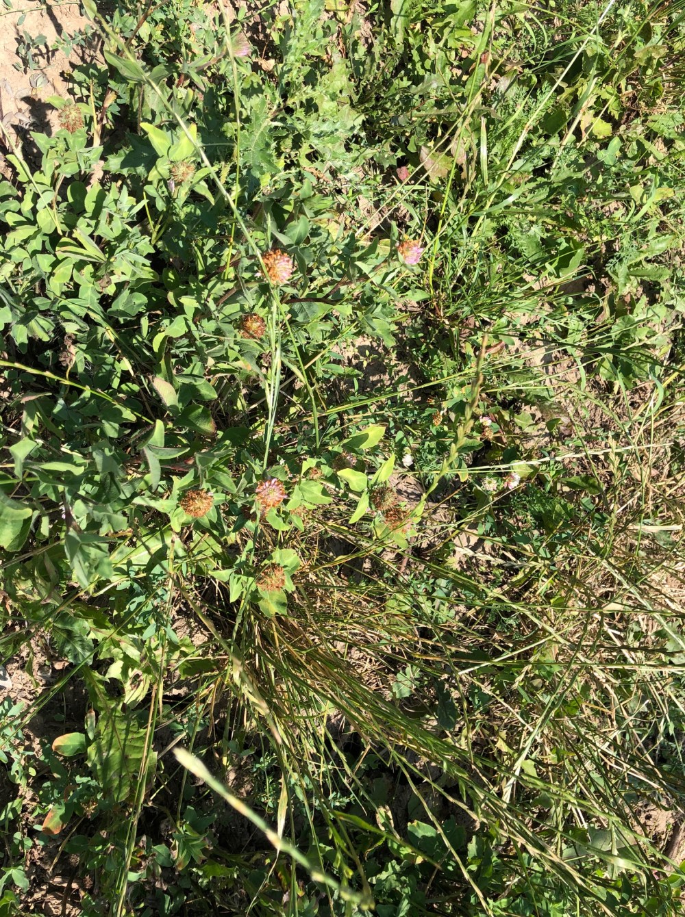 clover cover crop amustreadblog
