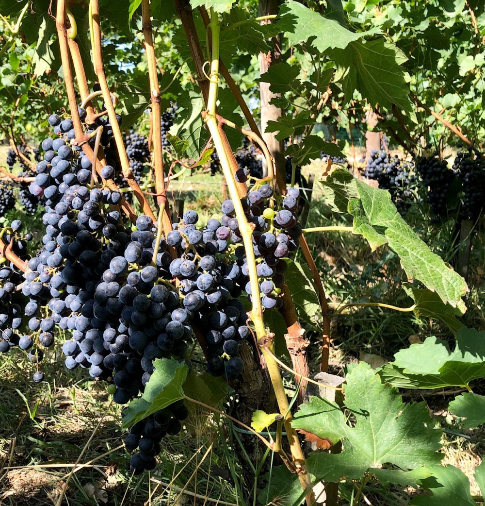 la dauphine vines amustreadblog