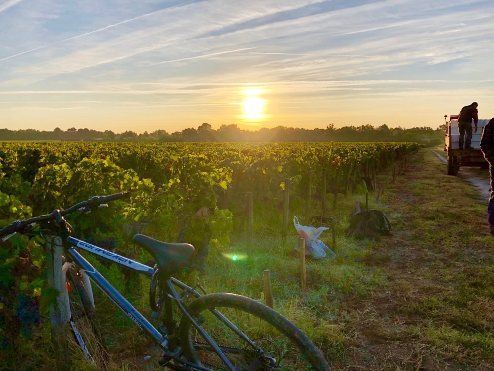 chevalier early morning pick - amustreadblog