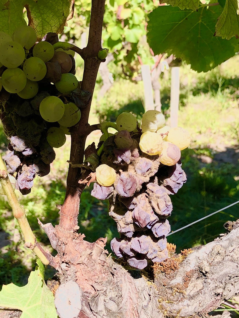 Clos des Lunes botrytis amustreadblog