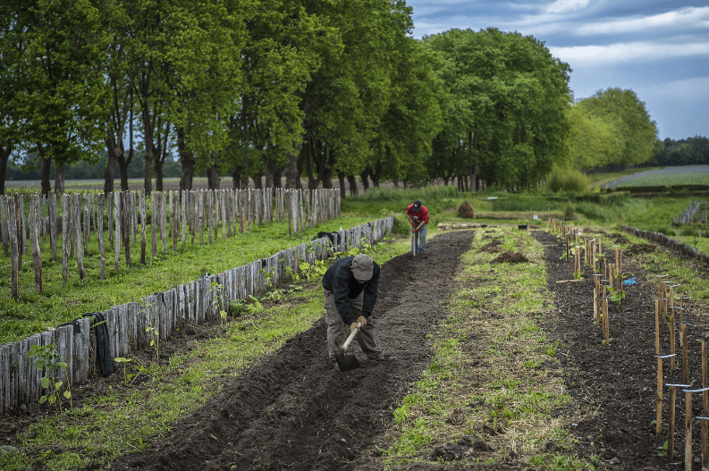 Fields of Ch Guiraud