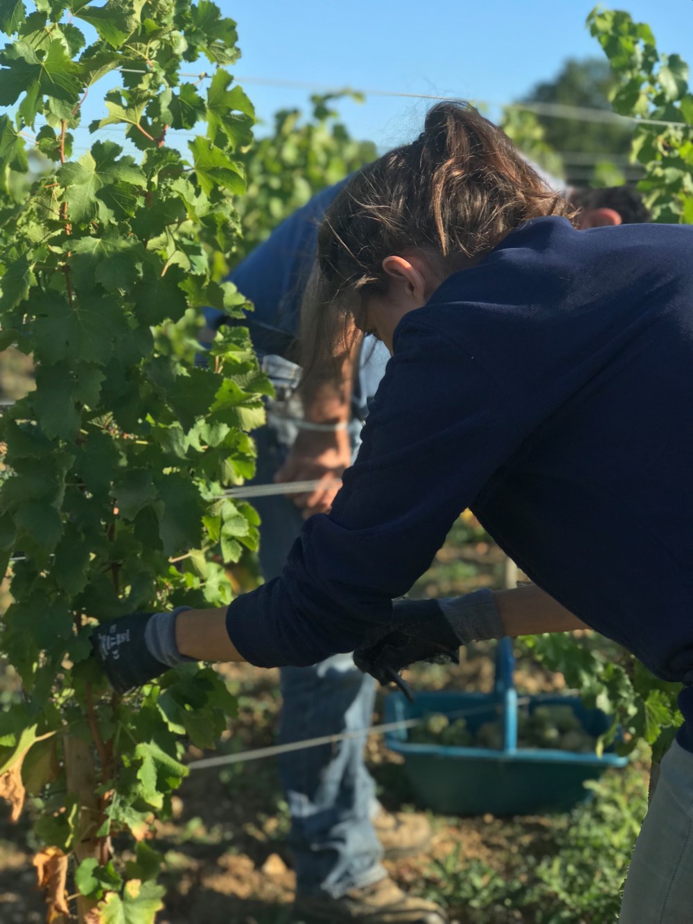 Stephanie La Dauphine