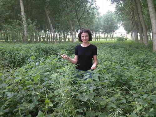 harvesting nettle in the marshes of Pontet Canet