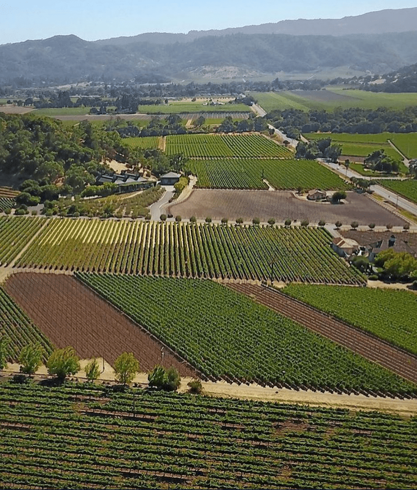 Cliff Lede Vineyards Credit @davidsbeenhere