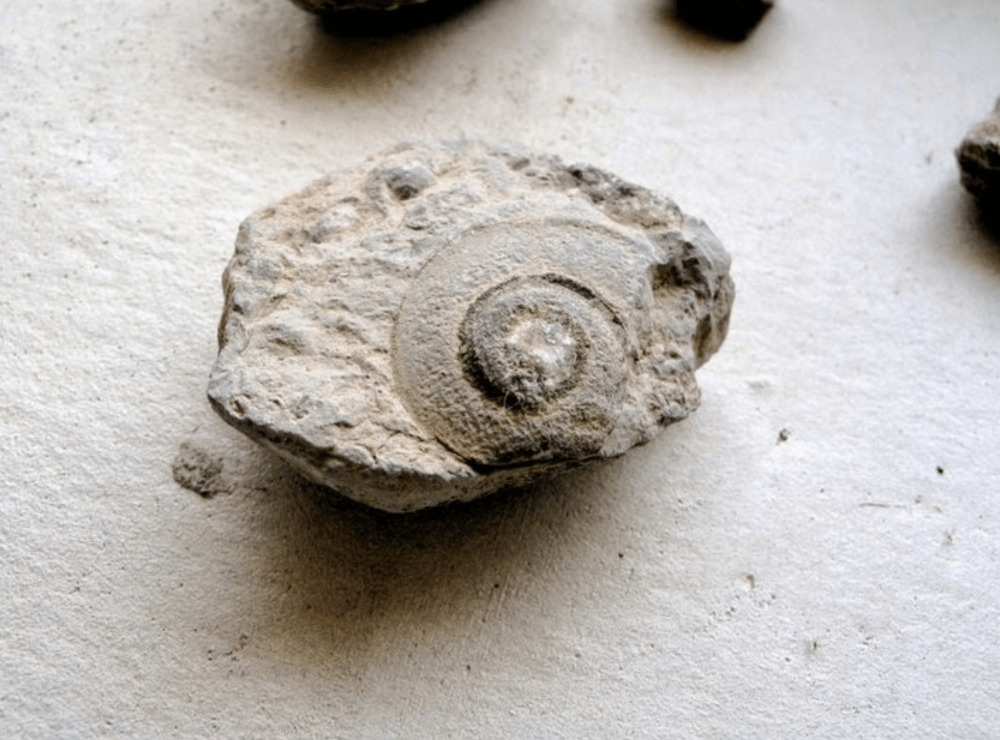 Stanners fossils