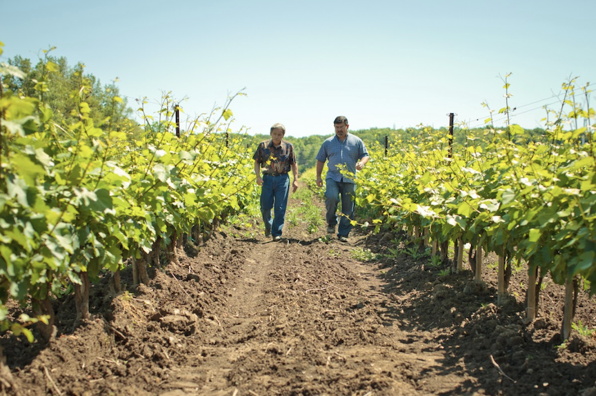Two winery owners walking amongst the vines