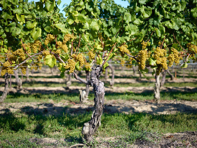 Riesling vines with grapes hanging