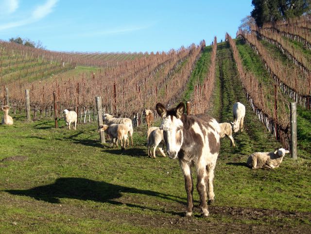 Donkey and sheep in vineyard