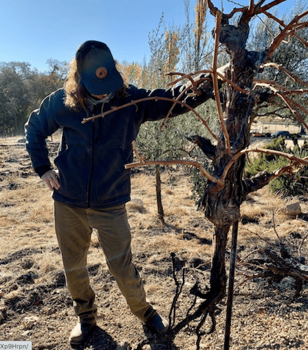 Man holding a grapevine with very long roots