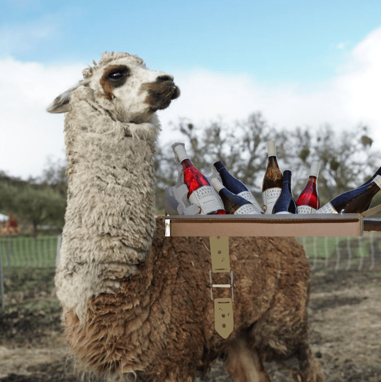 Paco the alpaca with bottles of tablas creek wine