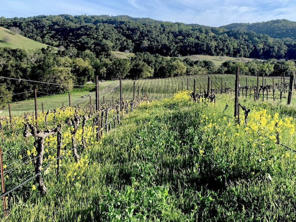 lush green  cover crop in spring vineyard