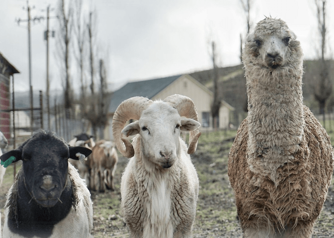 2 rams and an alpaca