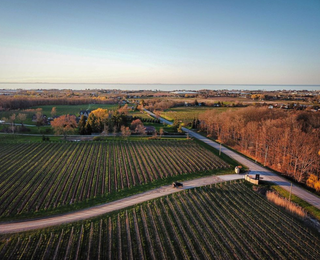 aerial view of a vineayrd leading to Lake Ontario
