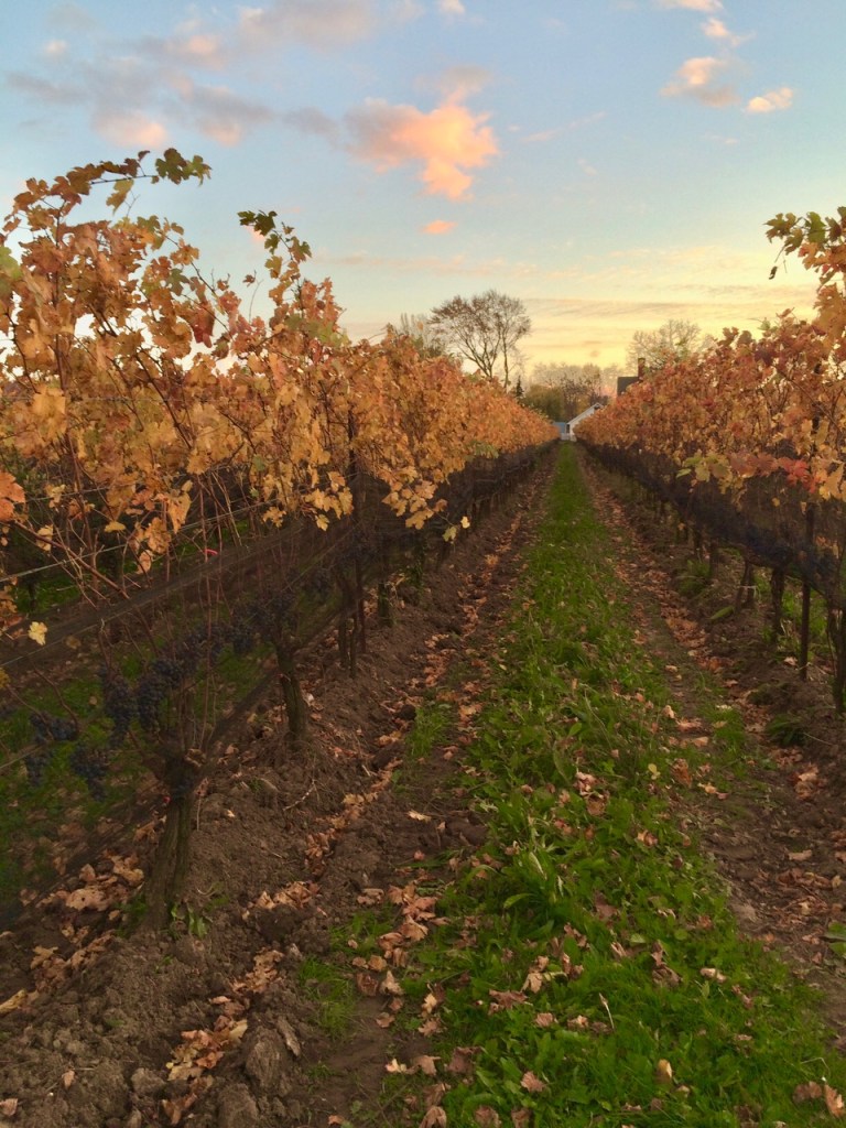 Fall image of vineayrds with leaves starting to fall of vines