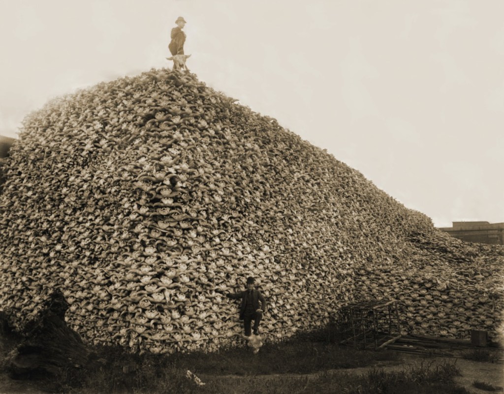 hundreds of thousands of buffalo skulls culled from bison hunt in 1890s