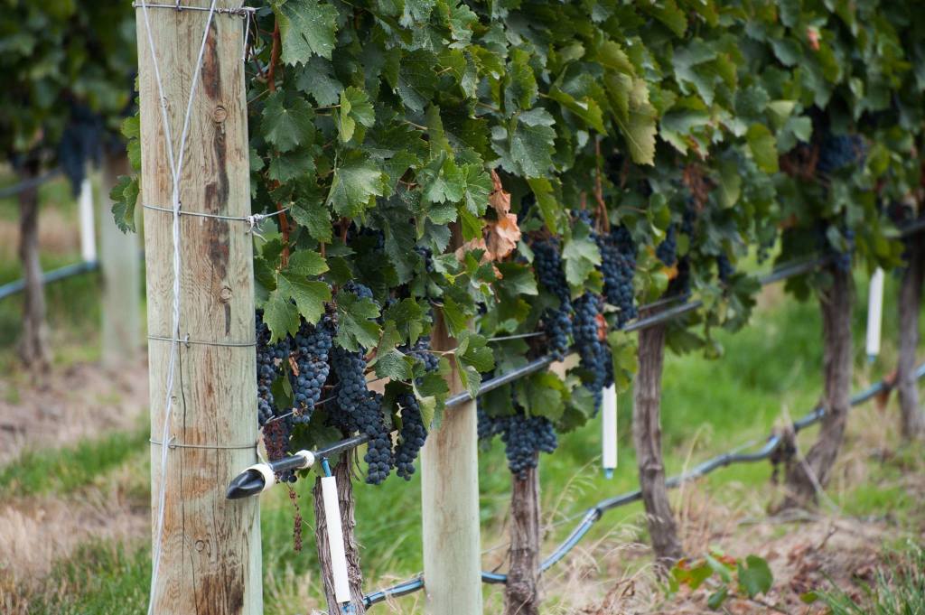 grapes hanging on the vine