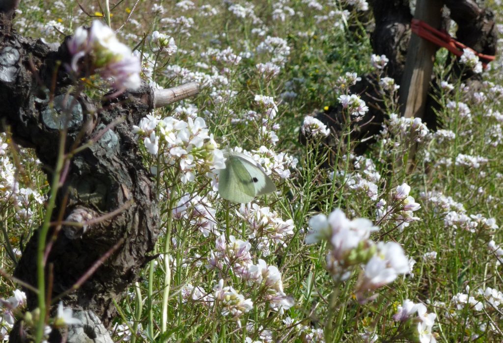 vineyard filled with vines and flower cover crop and butterflies